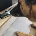 Datenspeicherspürhunde