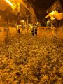 Cannabisplantage
